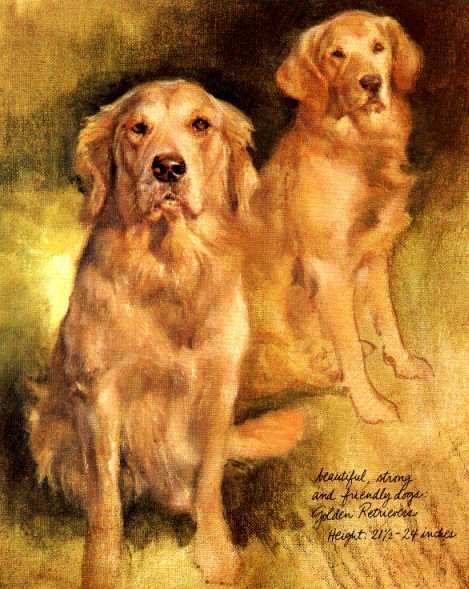 ** Golden Retriever - Vintage Dog Art Print - Poortvliet