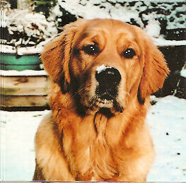 Golden Retriever Christmas Cards - Pack of 10: Lewis